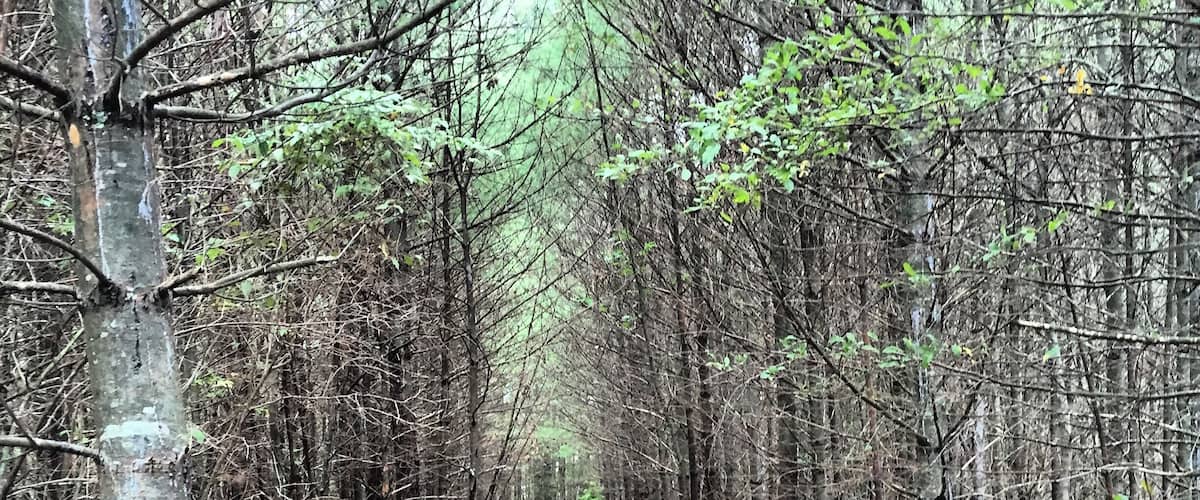 A forest path surrounded by tall trees with a dirt ground.