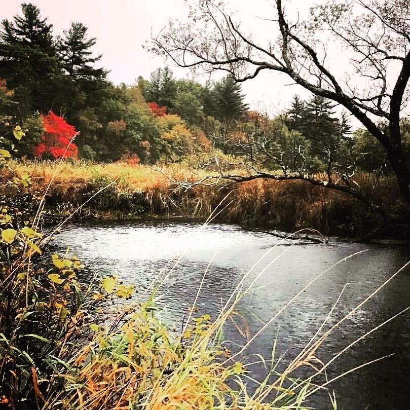My favorite fishing hole brushed with fall colors. Having Meadow Brook in my back yard is a outdoorsman's dream.