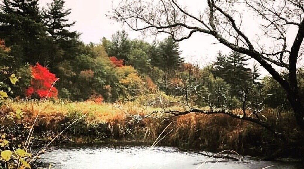 My favorite fishing hole brushed with fall colors. Having Meadow Brook in my back yard is a outdoorsman's dream.