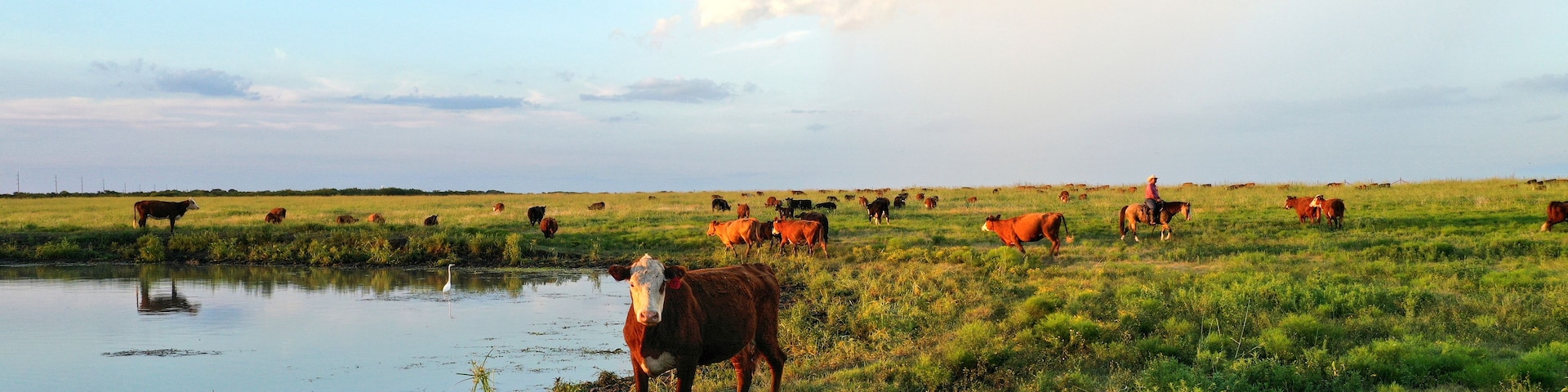Paisagem rural com corpo d'água, grama verde e gado pastando.