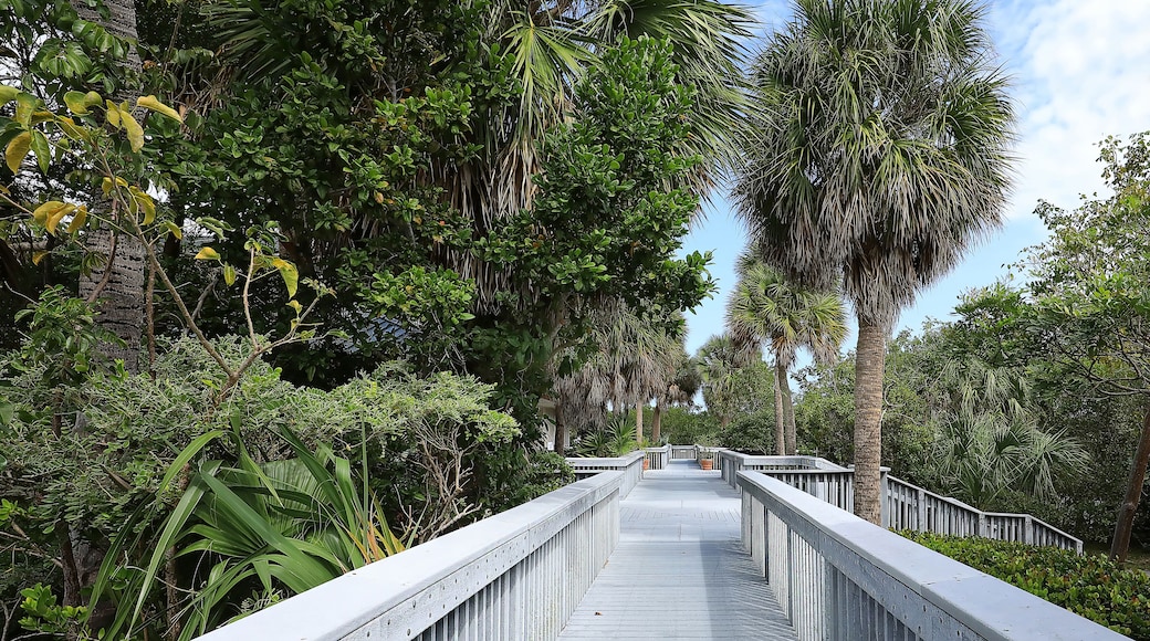 Walkway at Anne Kolb Nature Center. Anne Kolb is a 1,501-acre, free coastal mangrove wetland park in Hollywood, Florida, USA.