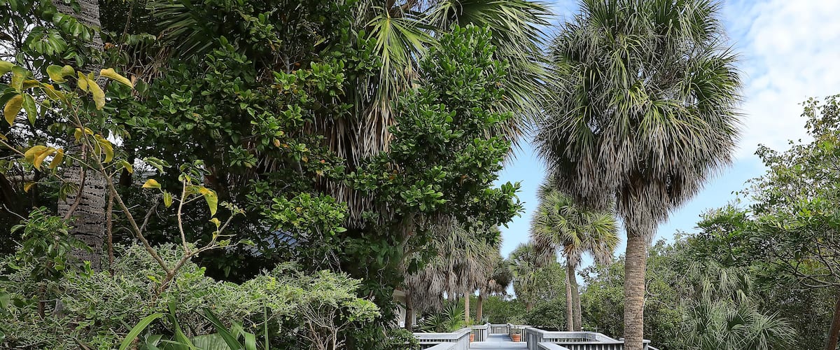 Walkway at Anne Kolb Nature Center.  Anne Kolb is a 1,501-acre, free coastal mangrove wetland park in Hollywood, Florida, USA.