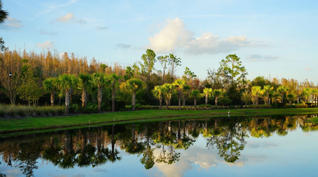 Tropical pond in Florida
