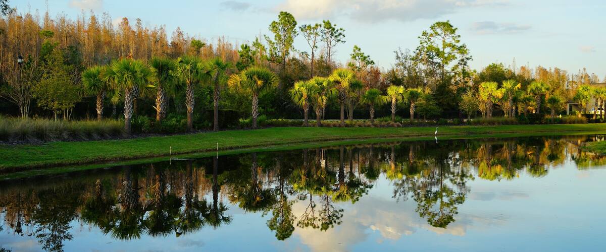 Tropical pond in Florida