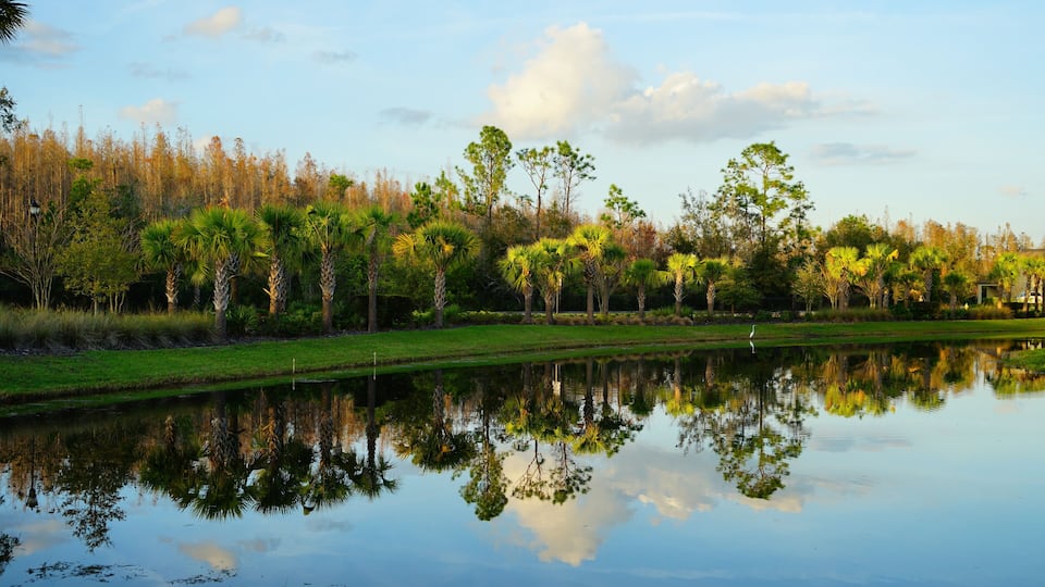 Tropical pond in Florida