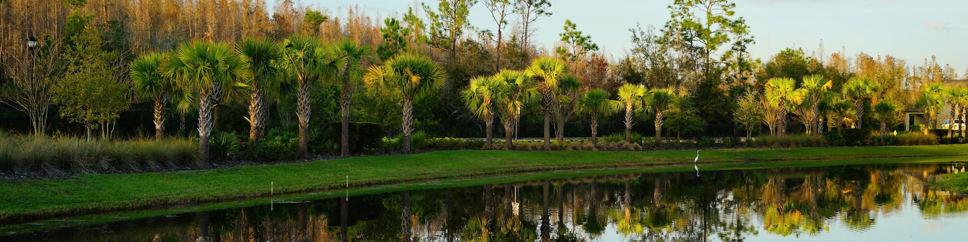 Tropical pond in Florida