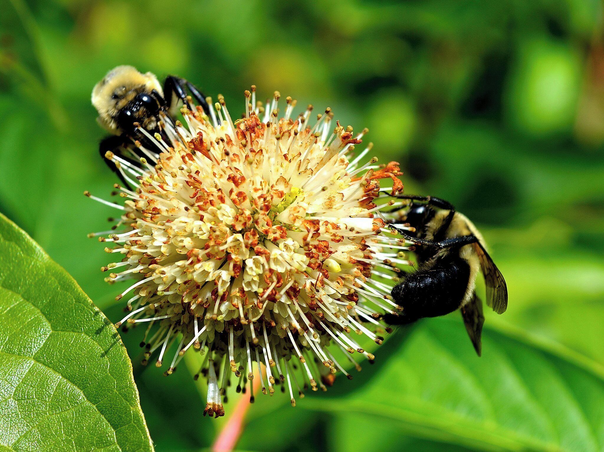 Pollinators galore! Spring and fall at the Gardens is a walk in plant paradise! Gardens are formal, casual and in natural settings. Many along side musical streams.
#Golden
