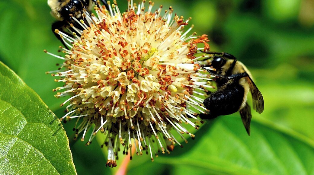 Pollinators galore! Spring and fall at the Gardens is a walk in plant paradise! Gardens are formal, casual and in natural settings. Many along side musical streams.
#Golden