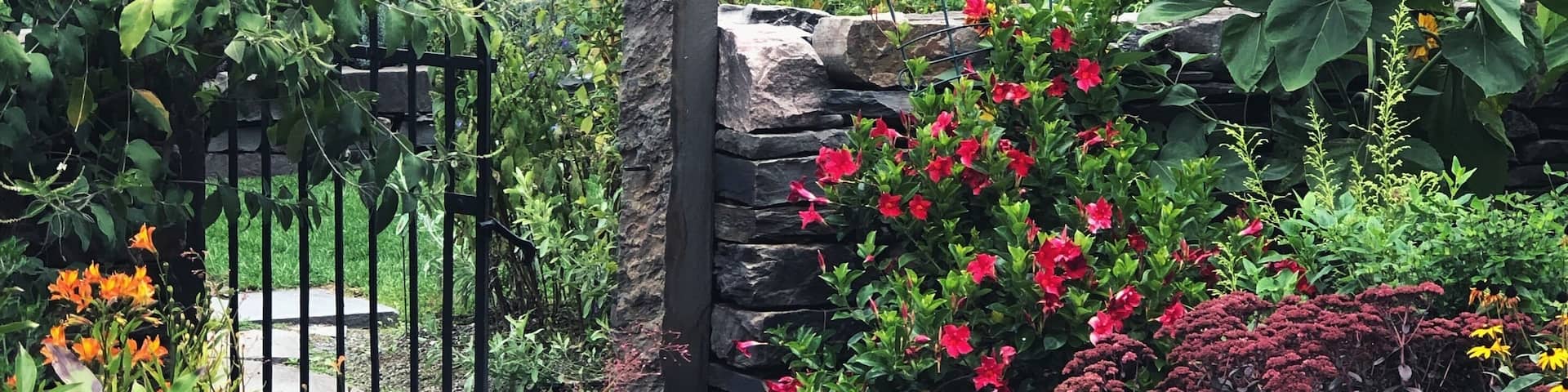 A garden with a stone wall, a metal gate, and various flowering plants.