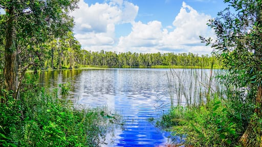 Tampa, FL, USA: 09 01 2024: The landscape of lake park in Tampa, Florida