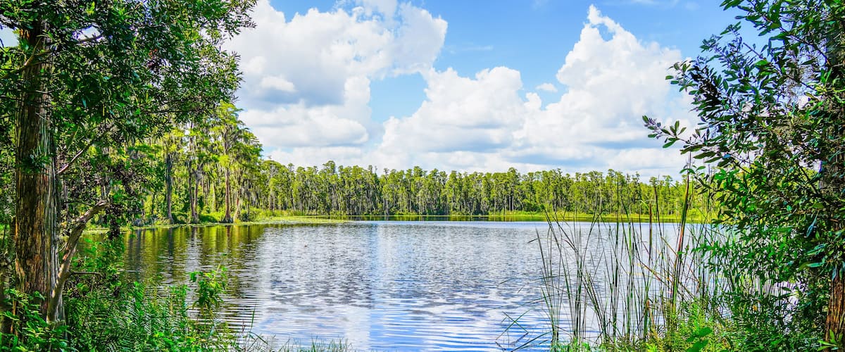A calm lake surrounded by dense forest and tall trees.