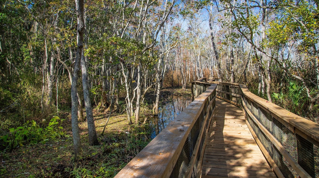 Cinco Bayou which includes wetlands and a bridge