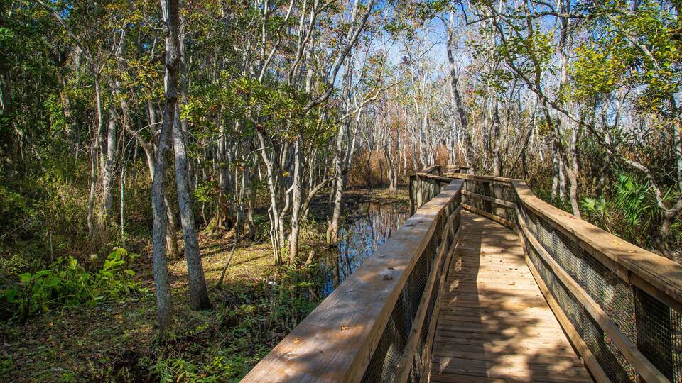 A wooden boardwalk through a forest with a water body.