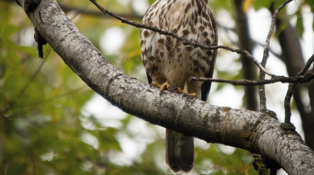 Broad winged hawked taken near my home. #wildlife #broadwingedhawk #birdphotography