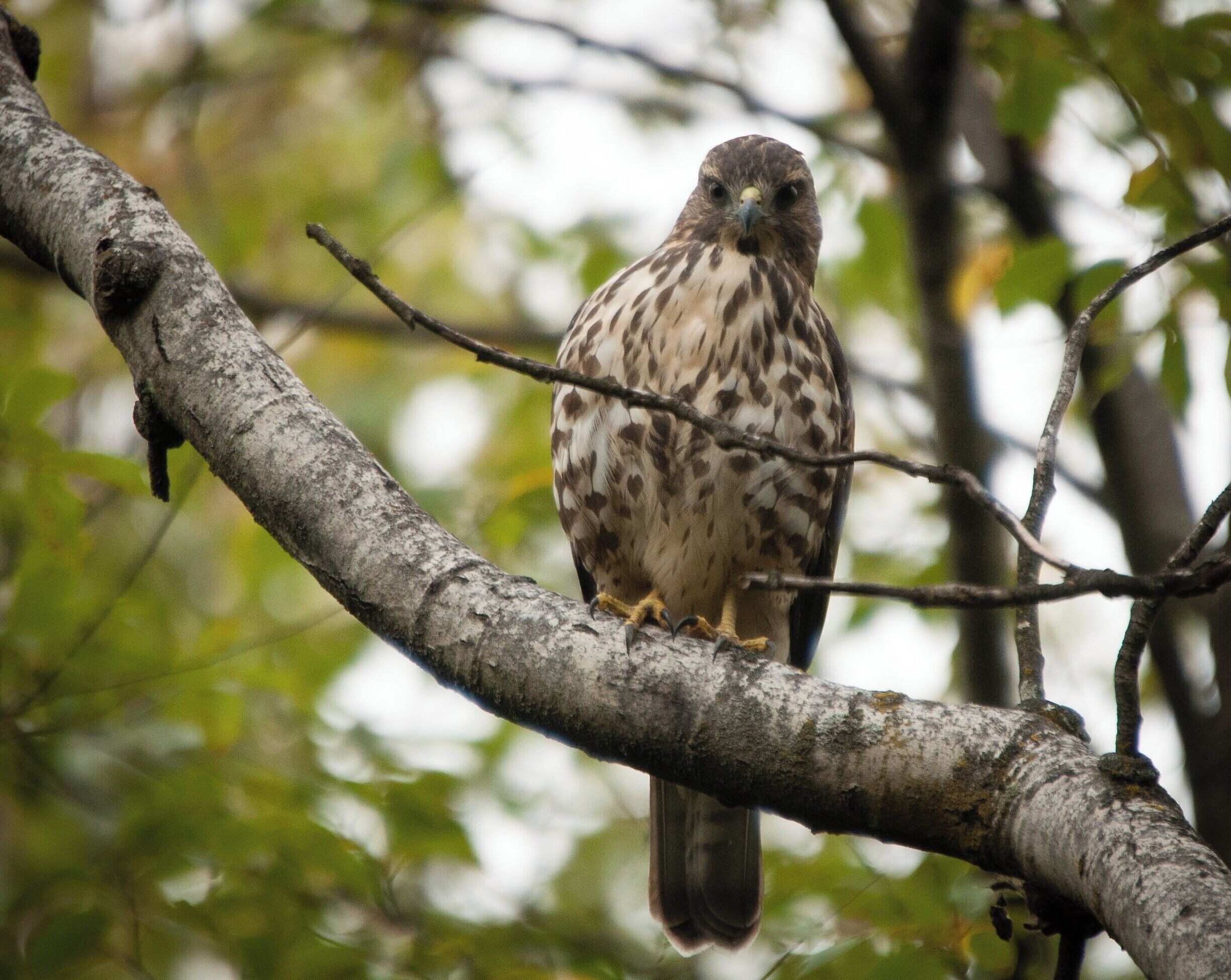 A bird perched on a tree branch.