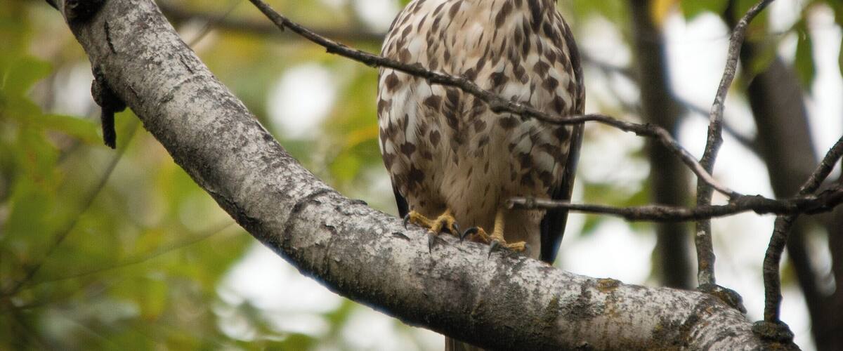 A bird perched on a tree branch.