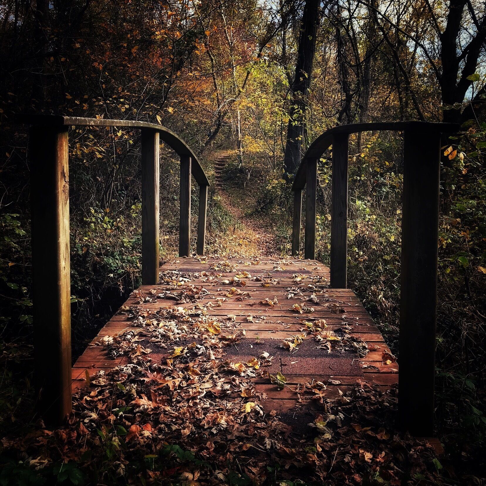 A wooden bridge with metal railings in a forested area with fallen leaves.