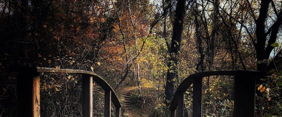 A wooden bridge with metal railings in a forested area with fallen leaves.