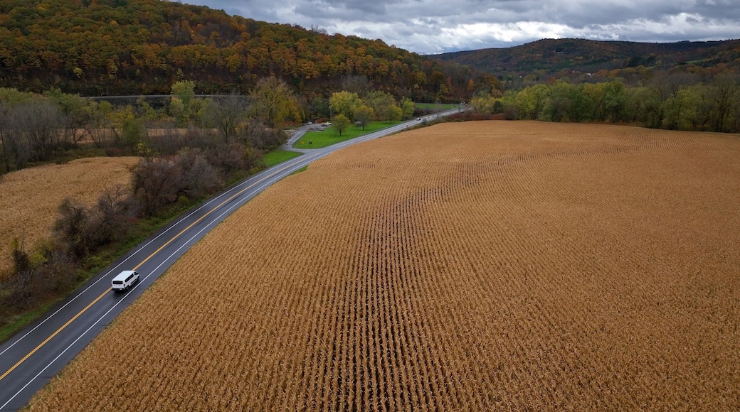A road curving through a vast field of golden crops, with autumn-colored trees in the background and a cloudy sky.
