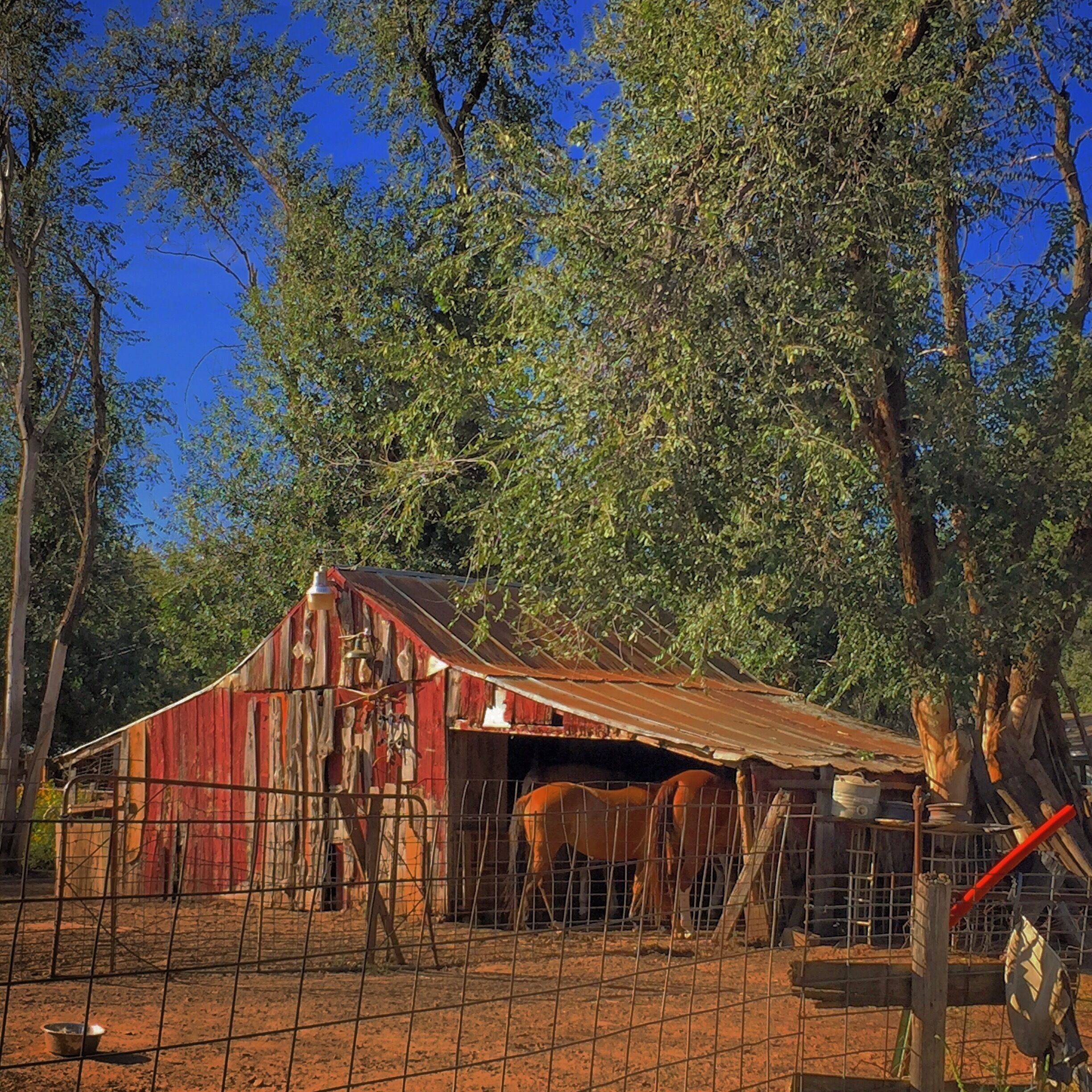 A rustic red barn with horses inside, surrounded by trees and a fenced area.