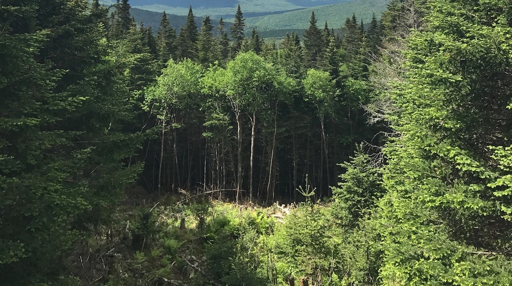 On the way to the top of Moosilauke #takeahike