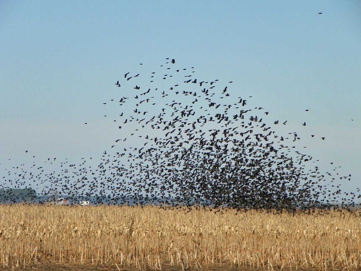  These are redwing blackbirds in a field near Pungo Lake in the Pocosin Lakes National Wildlife Refuge. Farmers plant crops on huge fields within the Refuge, and when they harvest their crops, they must leave 20 percent unharvested for migratory birds, primarily tundra swans. The blackbirds have obviously discovered this source of food, and can be seen in this area in flocks that must number in the tens of thousands. These birds were responding to a hawk flying nearby.