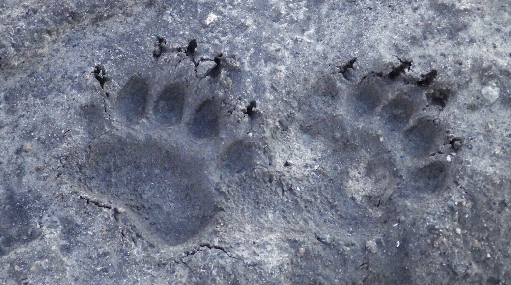 Bare Bear Feet!
Walking near Pungo Lake in the Pocosin Lakes National Wildlife Refuge, it is easy to spot lots of tracks left by the resident wildlife. Black bears are quite abundant in this area, and are actually more common in this part of eastern North Carolina than they are in the Great Smoky Mountains.
I didn't actually see the bear, but these tracks were quite fresh.