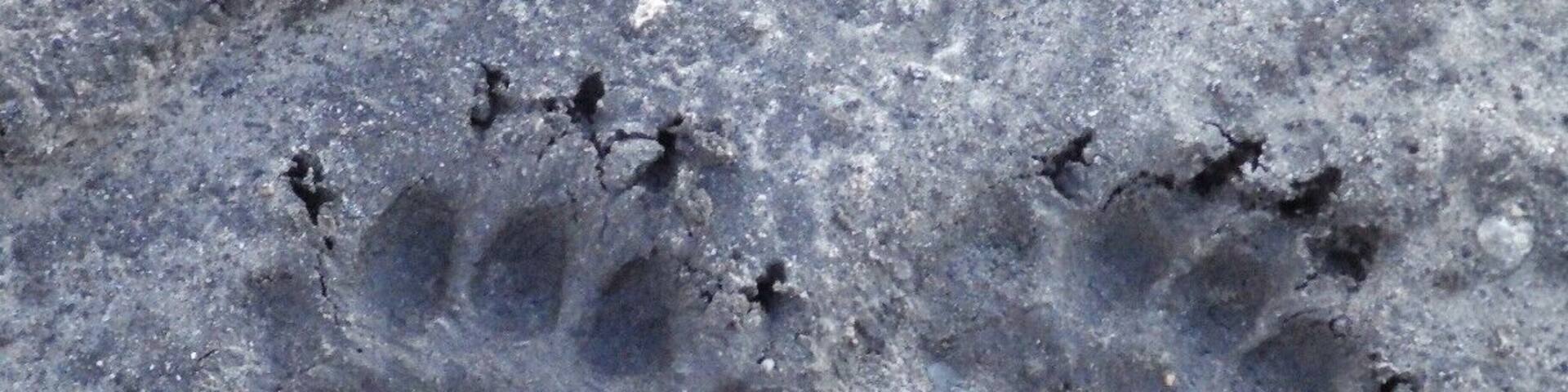 Bare Bear Feet!
Walking near Pungo Lake in the Pocosin Lakes National Wildlife Refuge, it is easy to spot lots of tracks left by the resident wildlife. Black bears are quite abundant in this area, and are actually more common in this part of eastern North Carolina than they are in the Great Smoky Mountains.
I didn't actually see the bear, but these tracks were quite fresh.