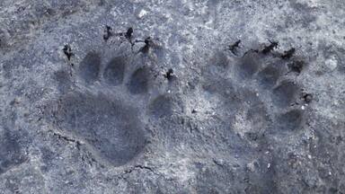Bare Bear Feet!
Walking near Pungo Lake in the Pocosin Lakes National Wildlife Refuge, it is easy to spot lots of tracks left by the resident wildlife. Black bears are quite abundant in this area, and are actually more common in this part of eastern North Carolina than they are in the Great Smoky Mountains.
I didn't actually see the bear, but these tracks were quite fresh.