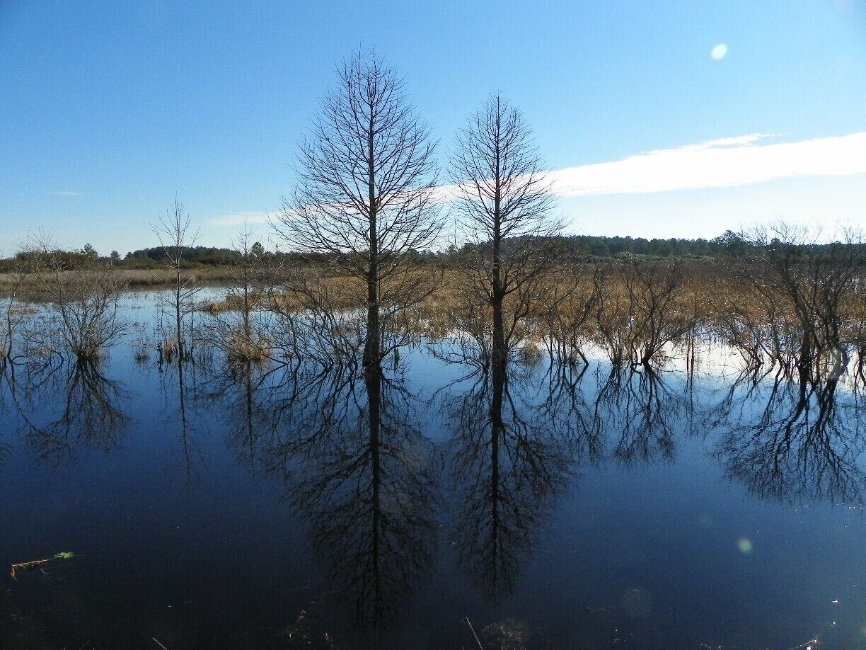 I spent the day near Pungo Lake in the Pocosin Lakes National Wildlife Refuge in eastern North Carolina recently. The low-lying areas in the Refuge are comprised of fields used for agriculture, and canals that drain the area. This was taken along one of the canals in the refuge.
