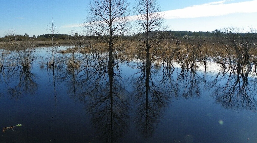 I spent the day near Pungo Lake in the Pocosin Lakes National Wildlife Refuge in eastern North Carolina recently. The low-lying areas in the Refuge are comprised of fields used for agriculture, and canals that drain the area. This was taken along one of the canals in the refuge.