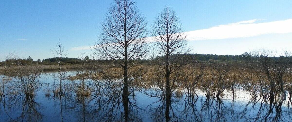 A calm water body with reflections of leafless trees and a clear sky.