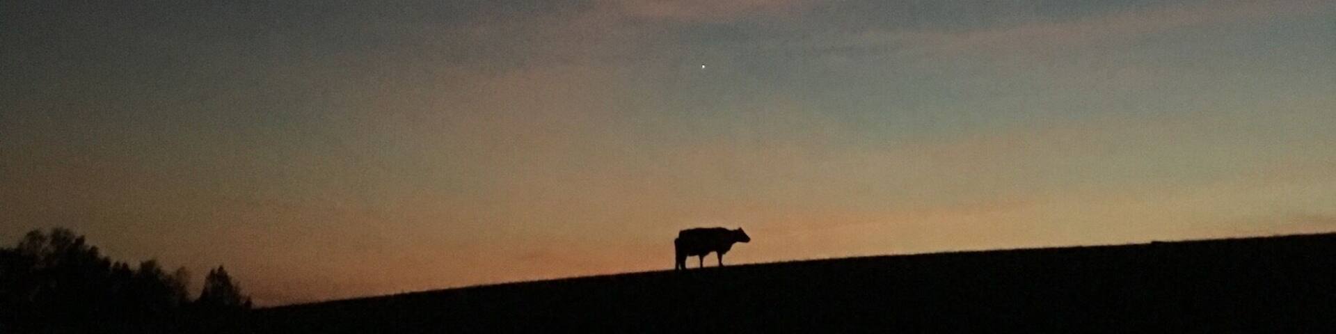 Cow and a Planetđ
