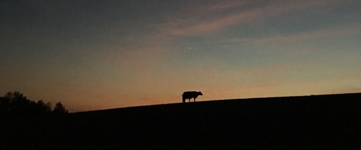 A cow silhouetted against a twilight sky with a visible contrail.