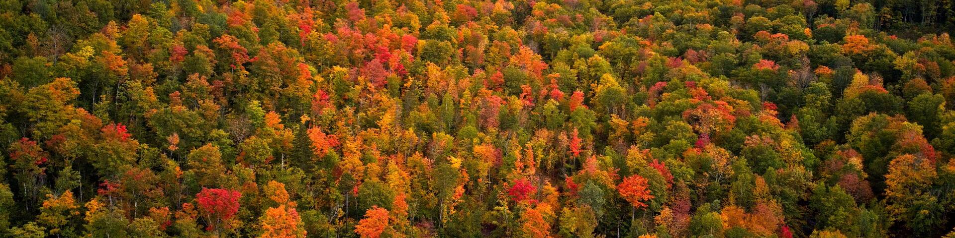 A forested valley with autumn foliage.