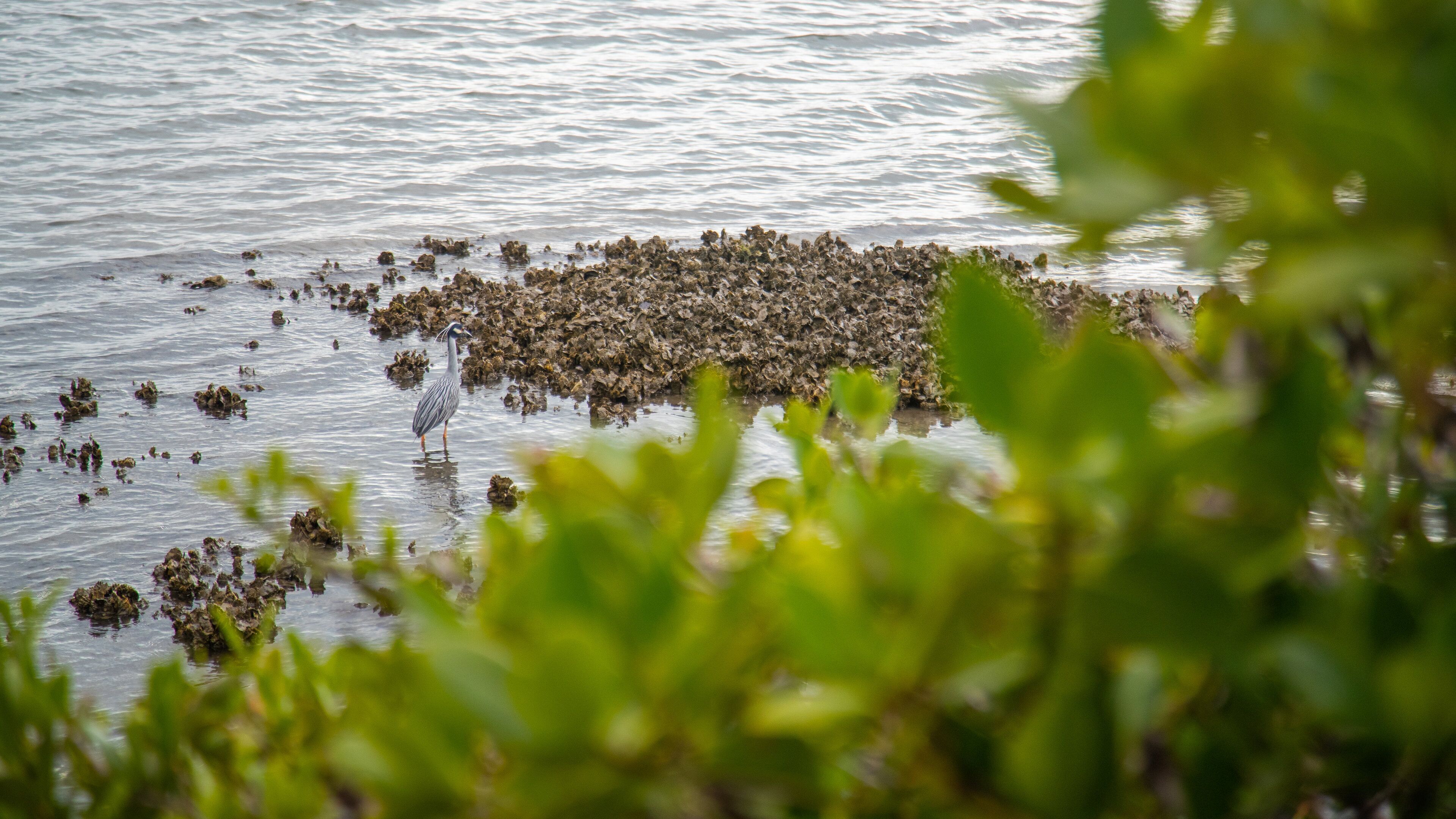 South Pasadena which includes a lake or waterhole and bird life
