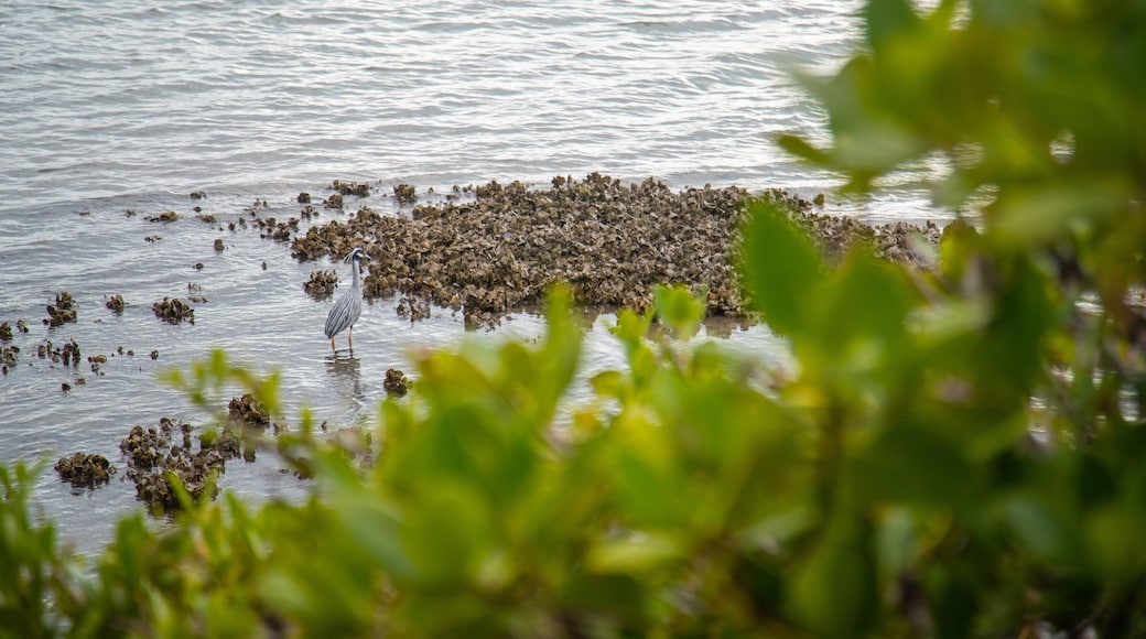 South Pasadena which includes a lake or waterhole and bird life