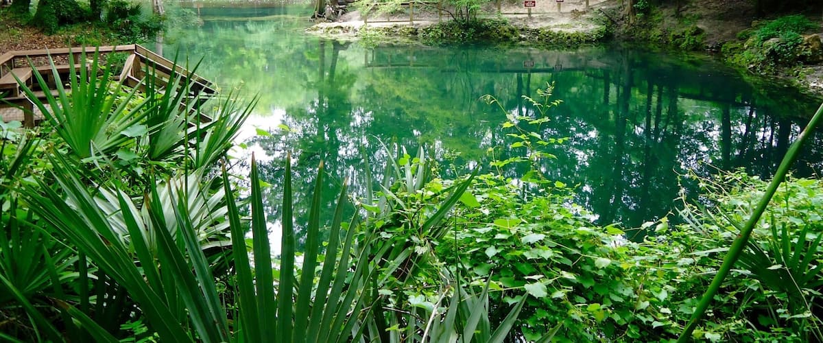 A serene pond surrounded by lush greenery and a wooden bridge.