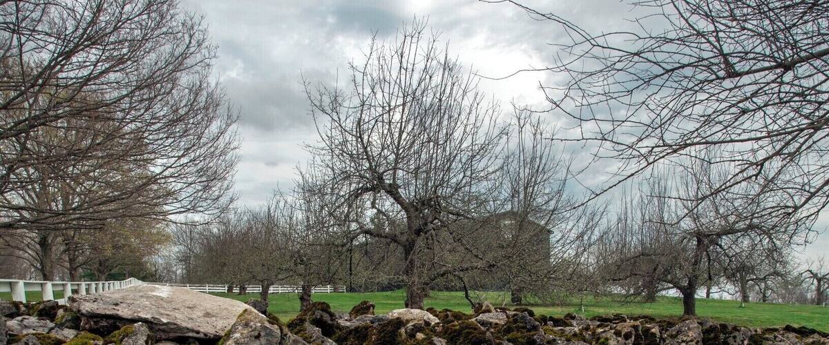 A stone wall with moss, trees, and a cloudy sky.
