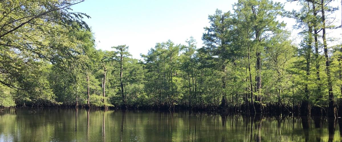 A calm lake surrounded by dense trees.