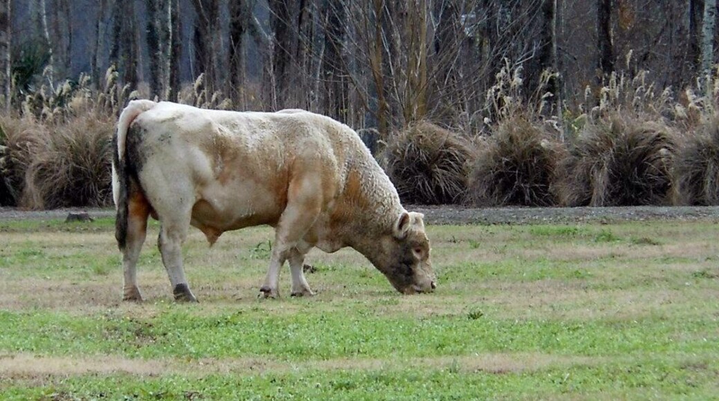 At the Long River Lodge in Melville, Louisiana. Had a great weekend of skeet shooting and pheasant hunting. This town was quaint and the Cannatella grocery had some excellent food!