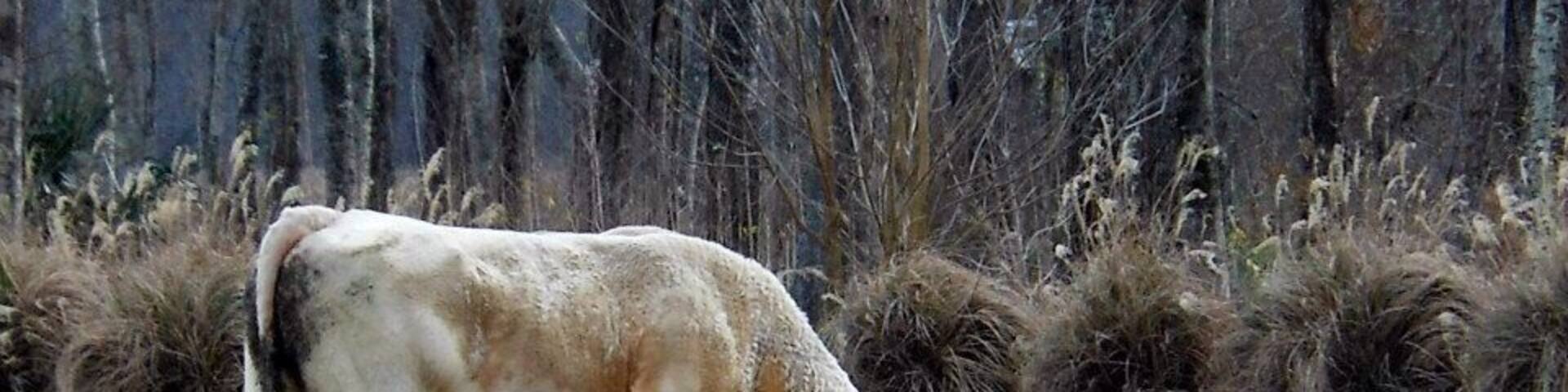 At the Long River Lodge in Melville, Louisiana. Had a great weekend of skeet shooting and pheasant hunting. This town was quaint and the Cannatella grocery had some excellent food!