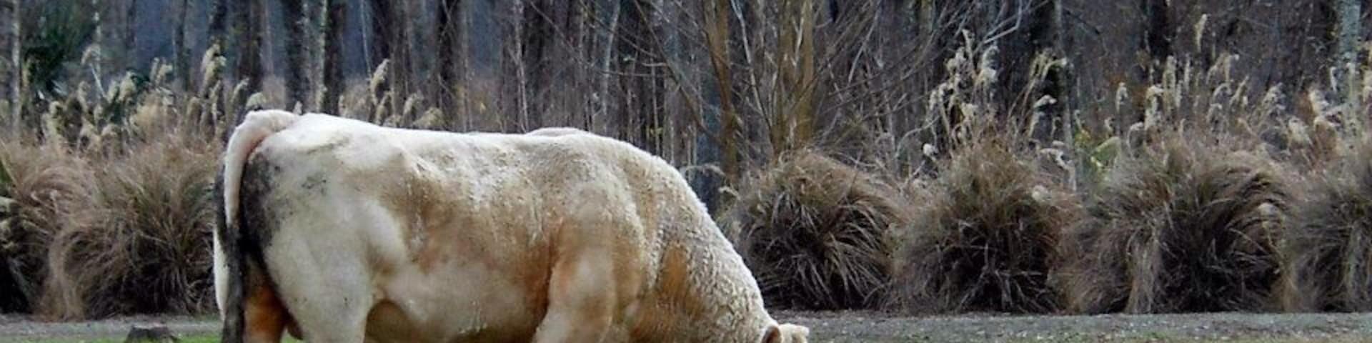 At the Long River Lodge in Melville, Louisiana. Had a great weekend of skeet shooting and pheasant hunting. This town was quaint and the Cannatella grocery had some excellent food!