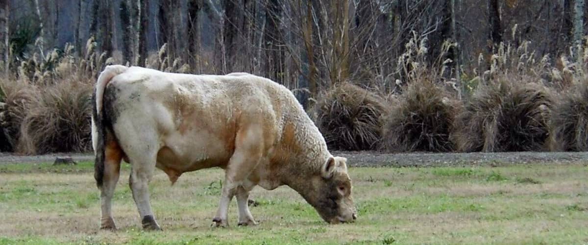 A cow grazing in a grassy field with a forest in the background.