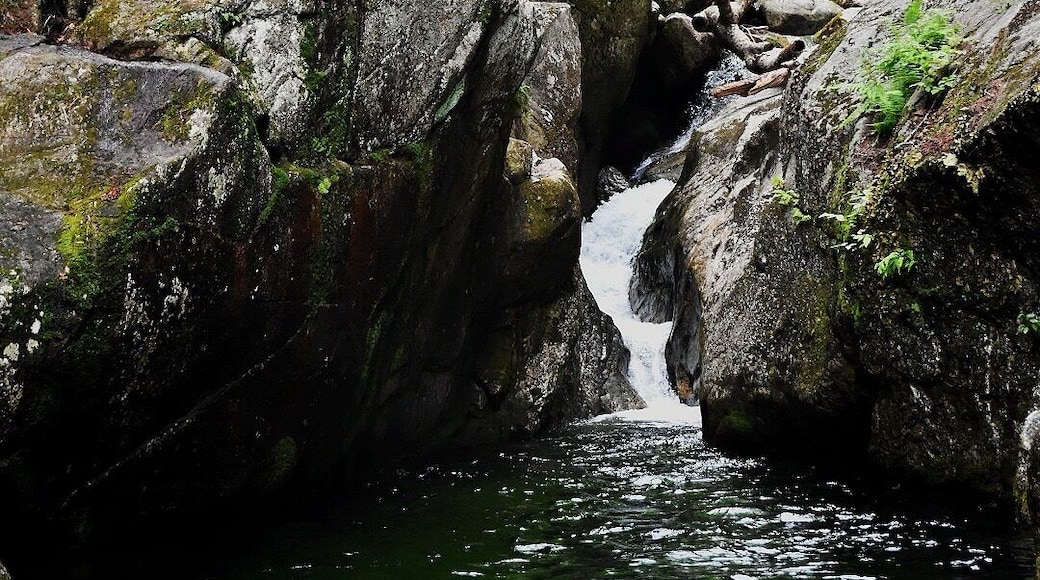 Greenish tint to the crystal clear water caused by minerals on a secluded hillside stream.