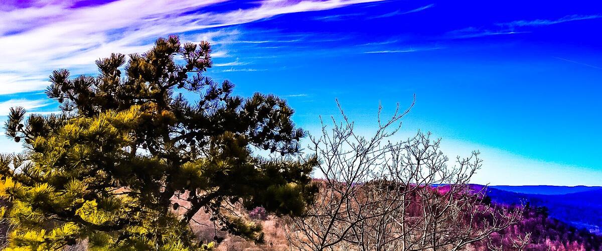 A landscape with a prominent tree and a clear blue sky with purple clouds.