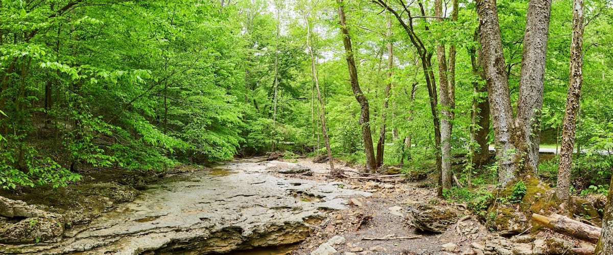 A forested area with a rocky stream bed and dense green foliage.