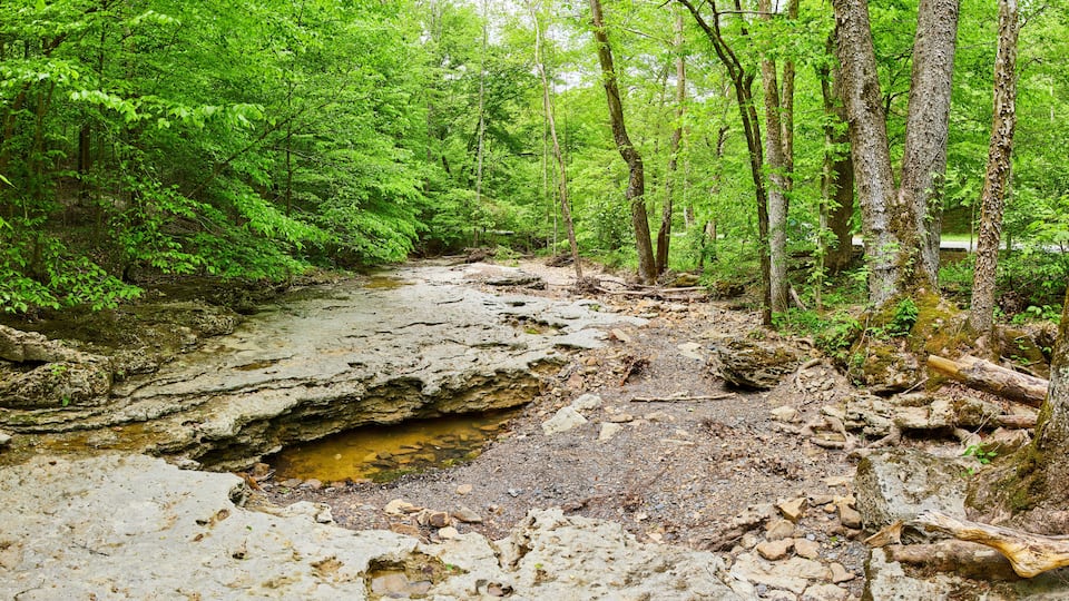A forested area with a rocky stream bed and dense green foliage.