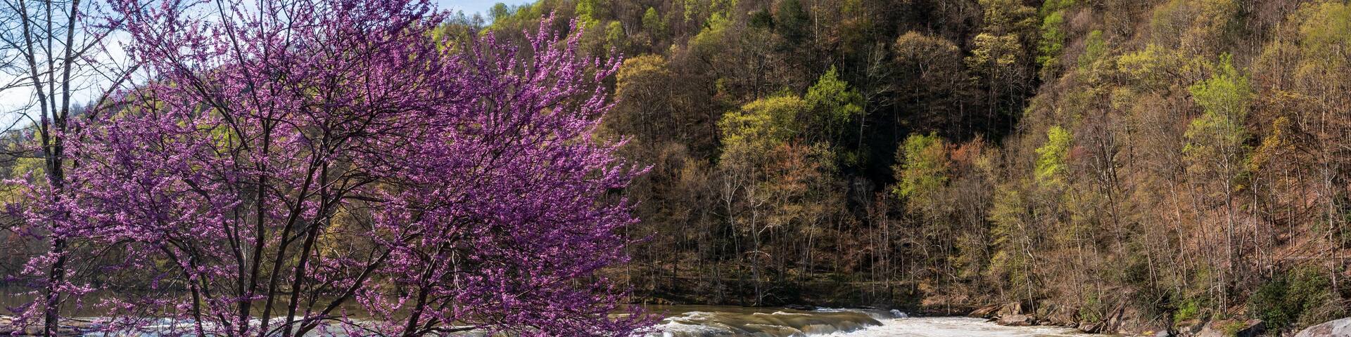 Un río con orilla rocosa, un árbol con flores moradas y un promontorio boscoso al fondo.