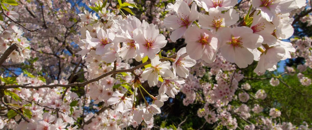 Cherry blossoms with blossoms in background